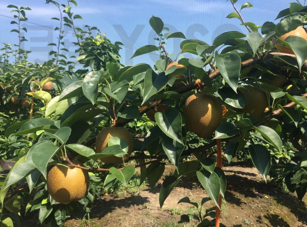 �Ϻ�������̼�������ЙC�ʌ�����