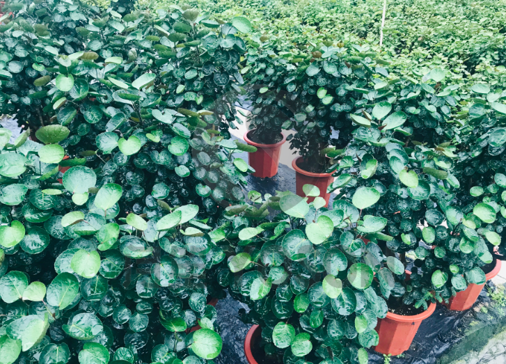 �Ϻ�̼�������ЙC�ʻ���ʾ������