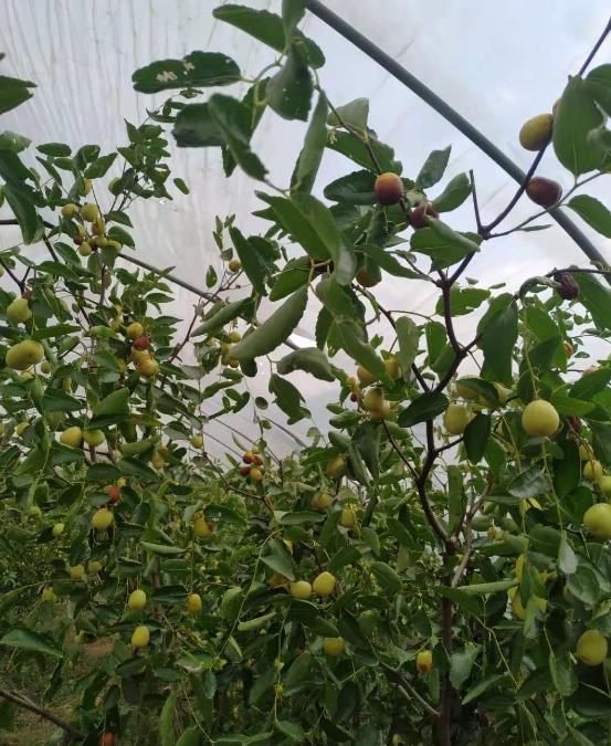 �����˴������ִ���̼�������ЙC�ʷNֲ����