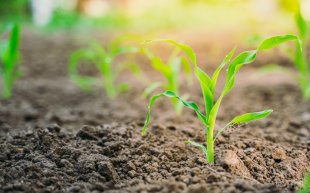 生物有機(jī)肥施用注意幾個(gè)方面