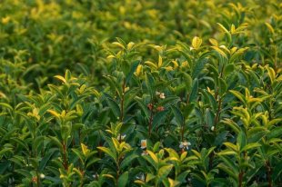 有機(jī)農(nóng)業(yè)=不用肥料、不打藥?大錯(cuò)特錯(cuò)!